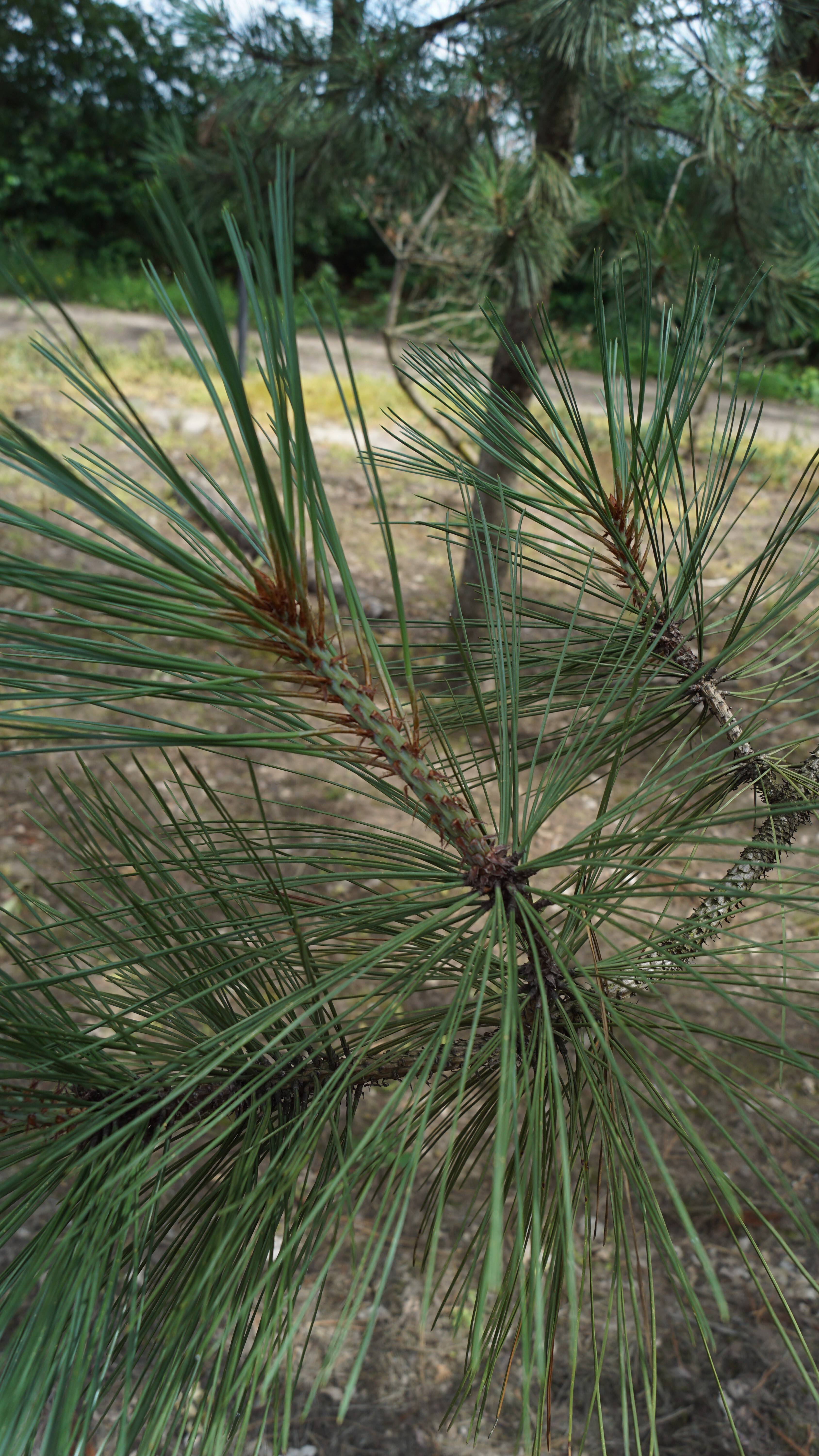 Pinus jeffreyi (1)